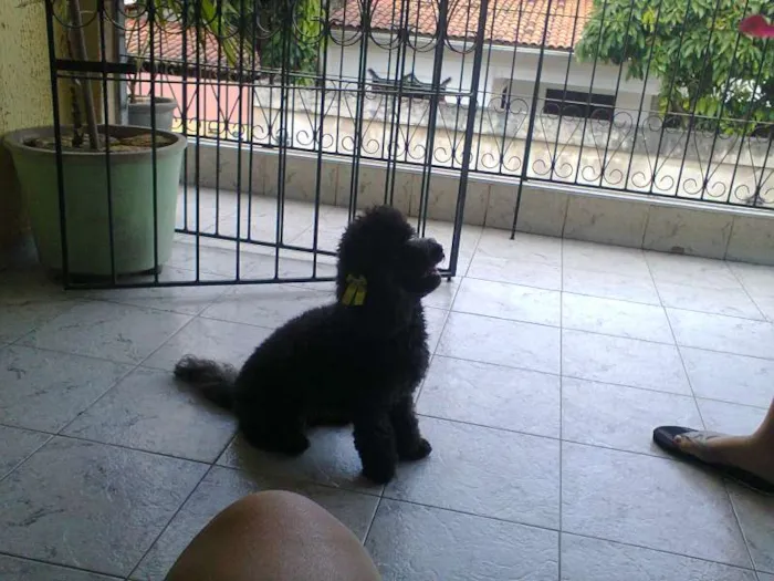 Cachorro ra a Poodle idade 3 anos nome Safira