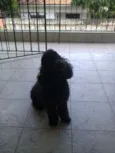 Safira
