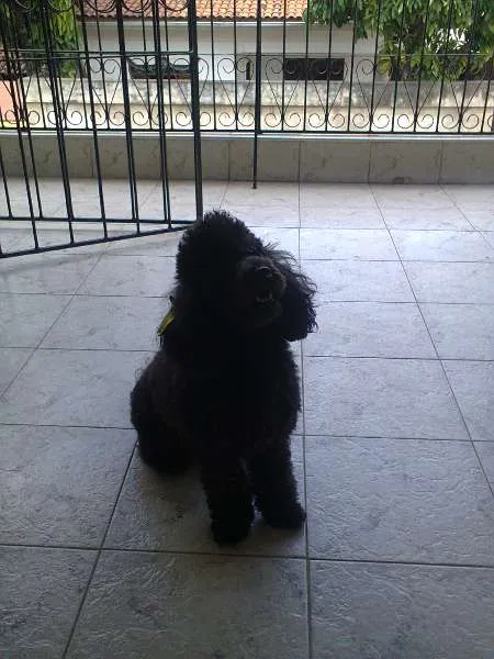 Cachorro ra a Poodle idade 3 anos nome Safira