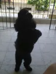 Safira