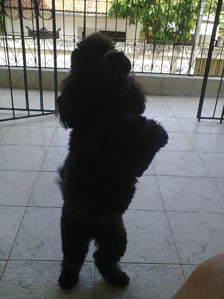 Cachorro ra a Poodle idade 3 anos nome Safira