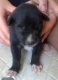 Pretinha