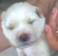 Branquinha