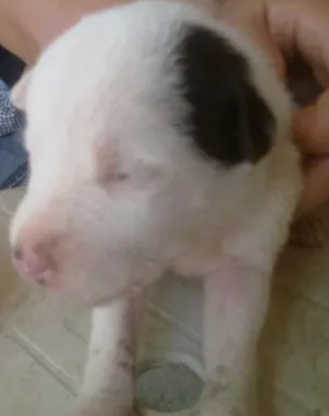 Cachorro raça  idade Abaixo de 2 meses nome Mimosa