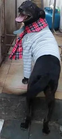 Cachorro ra a srd idade 3 anos nome Mickey