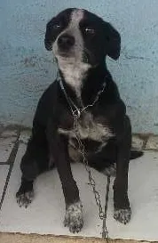 Cachorro raça Vira lata idade 2 a 6 meses nome Beyonce
