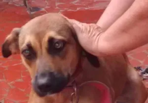 Cachorro raça srd idade 1 ano nome Nina