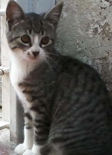 Gato raça s idade 7 a 11 meses nome Marrie