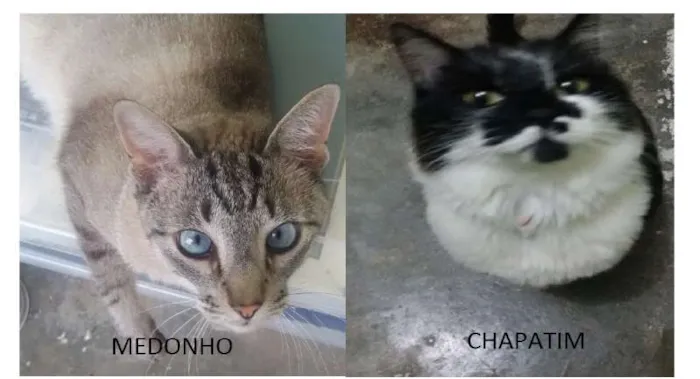 Gato ra a SRD idade 2 anos nome Medonho