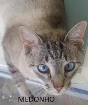 Gato raça SRD idade 2 anos nome Medonho