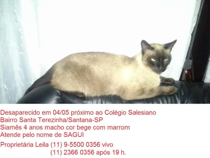 Gato ra a Siamês idade 4 anos nome Sagui