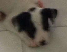 Cachorro raça SRD idade Abaixo de 2 meses nome CINDY