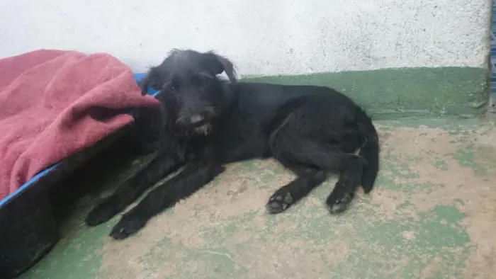 Cachorro ra a SRD idade 2 anos nome Barbixa