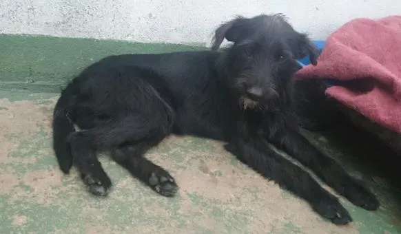 Cachorro ra a SRD idade 2 anos nome Barbixa