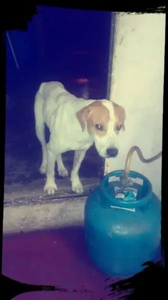 Cachorro ra a Labrador com pitbull  idade 4 anos nome Bile