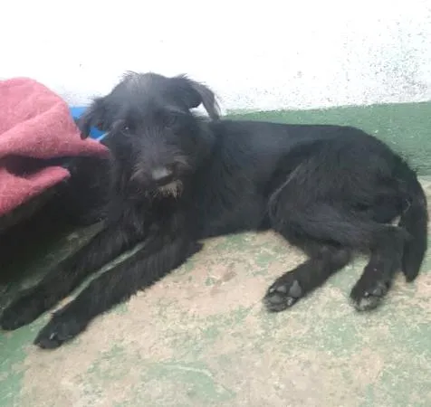 Cachorro ra a SRD idade 2 anos nome Barbixa