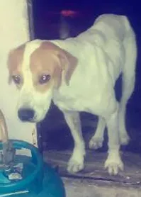 Cachorro ra a Labrador com pitbull  idade 4 anos nome Bile