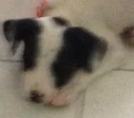 Cachorro raça SRD idade Abaixo de 2 meses nome CINDY