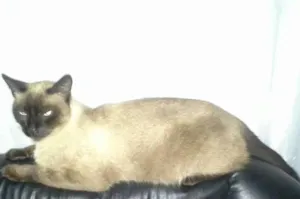 Gato raça Siamês idade 4 anos nome Sagui