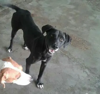 Cachorro ra a viralata  idade 2 anos nome marley