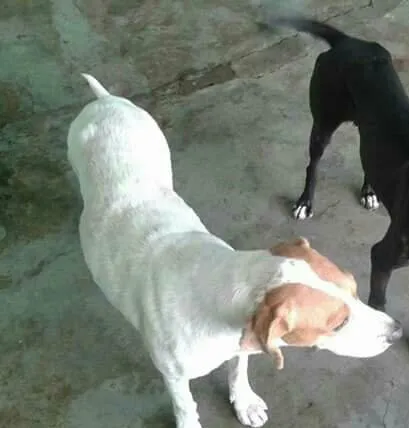 Cachorro ra a Labrador com pitbull  idade 4 anos nome Bile