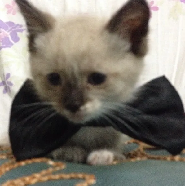 Gato ra a Indefinida idade  nome ???