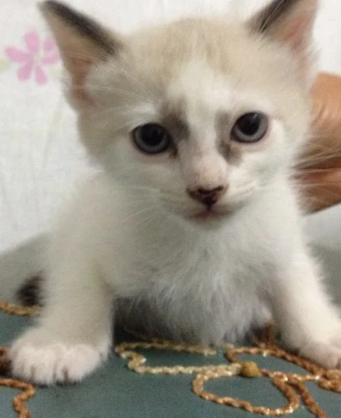 Gato ra a Indefinida idade  nome ???