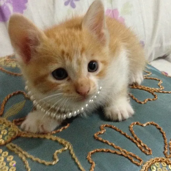 Gato ra a Indefinida idade  nome ???