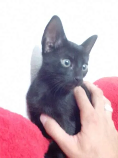 Gato ra a SRD idade 2 a 6 meses nome Gatinho