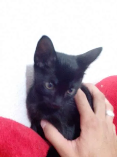 Gato ra a SRD idade 2 a 6 meses nome Gatinho