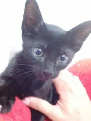 Gato raça SRD idade 2 a 6 meses nome Gatinho