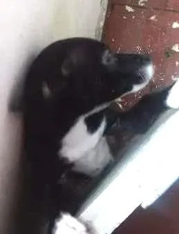 Cachorro raça não sei idade 7 a 11 meses nome Akira
