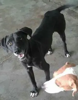 Cachorro raça viralata  idade 2 anos nome marley