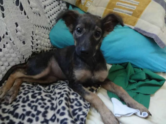 Cachorro ra a SRD PASTOR idade 2 a 6 meses nome LILICA