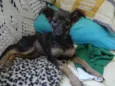 LILICA