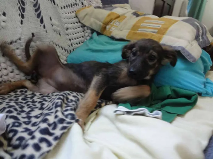 Cachorro ra a SRD PASTOR idade 2 a 6 meses nome LILICA