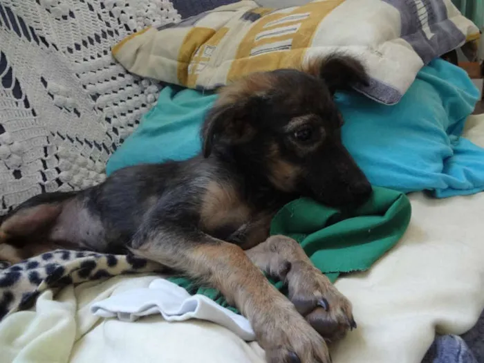 Cachorro ra a SRD PASTOR idade 2 a 6 meses nome LILICA
