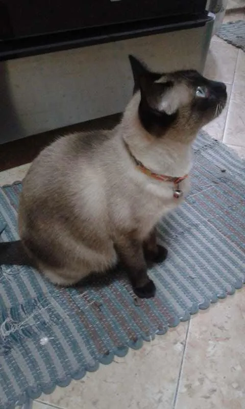 Gato ra a Siamês idade 3 anos nome lilica