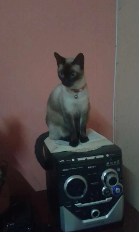 Gato ra a Siamês idade 3 anos nome lilica