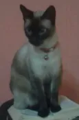 lilica