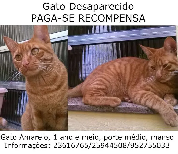 Gato ra a SRD idade 1 ano nome Dunga GRATIFICA