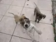 filhotes