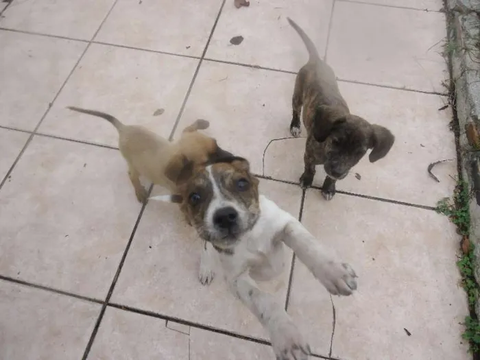 Cachorro ra a srd idade 2 a 6 meses nome filhotes