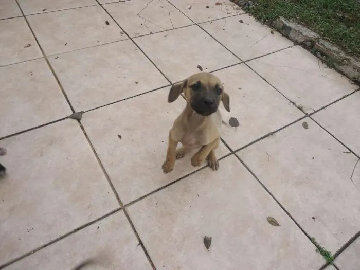Cachorro ra a srd idade 2 a 6 meses nome filhotes