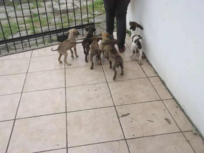 Cachorro ra a srd idade 2 a 6 meses nome filhotes