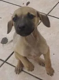 Cachorro ra a srd idade 2 a 6 meses nome filhotes