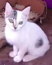 Gato raça sem raça definida idade Abaixo de 2 meses nome sem nome