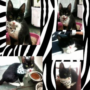 Gato raça SRD idade 2 a 6 meses nome Zorro