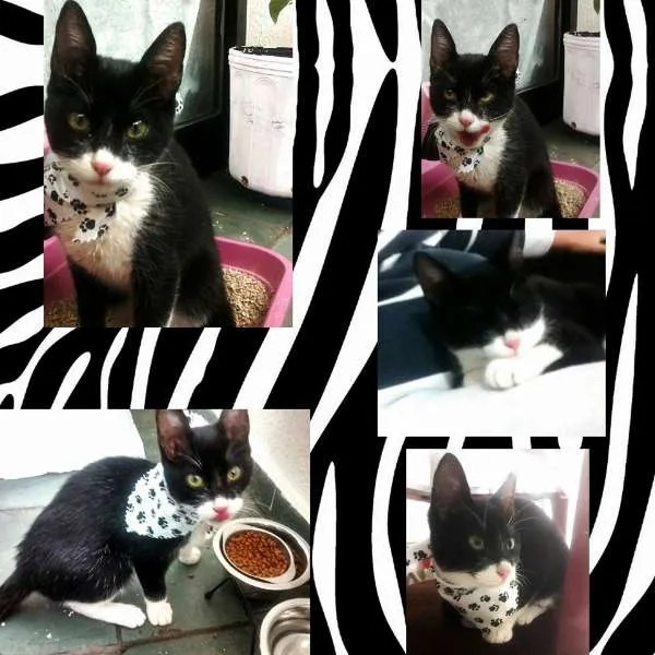 Gato ra a SRD idade 2 a 6 meses nome Zorro