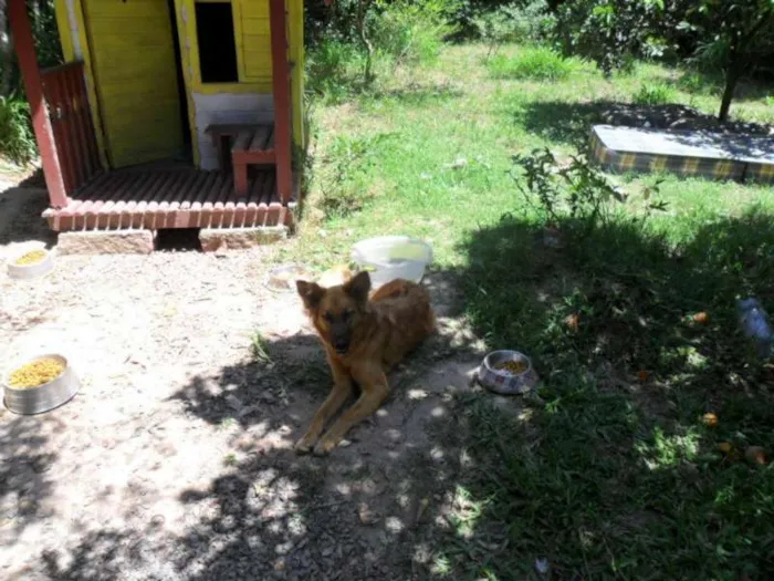 Cachorro ra a SRD idade 4 anos nome Preguiça GRATIFICA